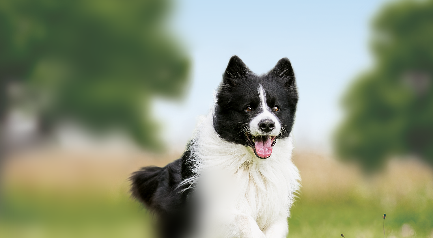 Droog hondenvoer brokken voor volwassen honden van kleine en middelgrote rassen, rijk aan lam en rijst
